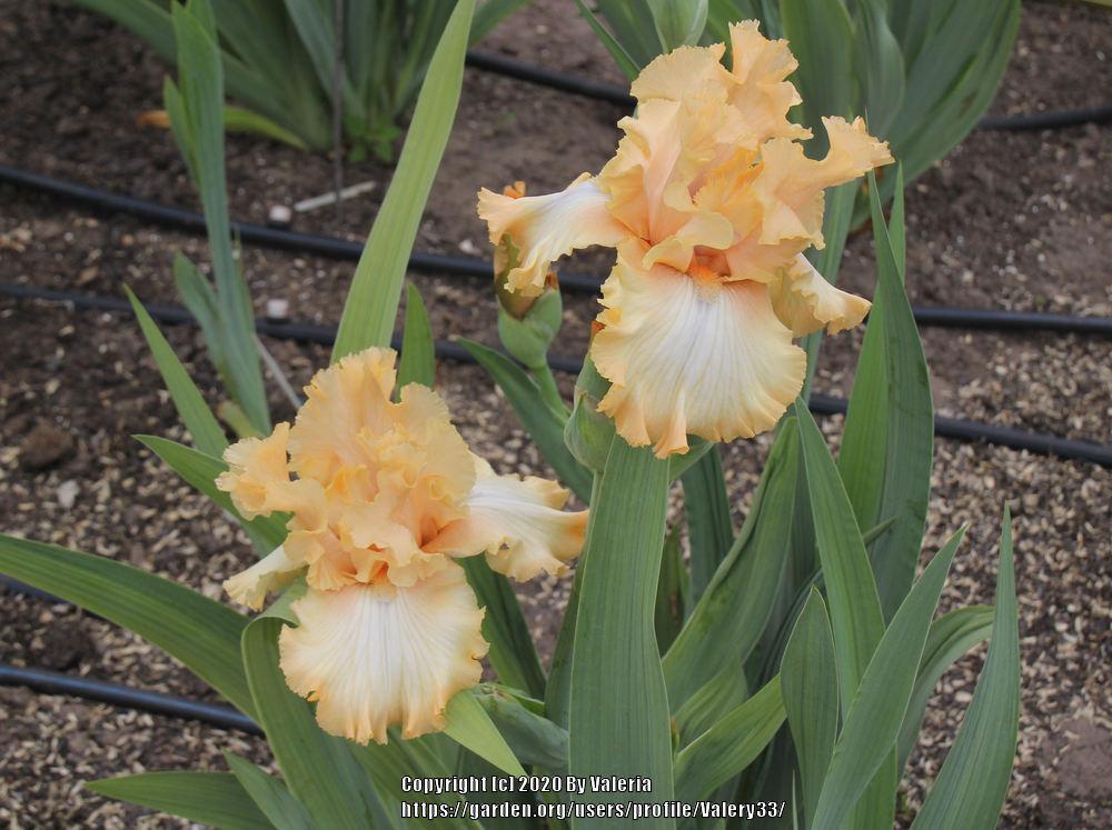 Photo of Tall Bearded Iris (Iris 'Deliciously Different') uploaded by Valery33