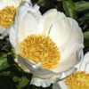 Campagna peony - this bloom shows some of the green tint referred
