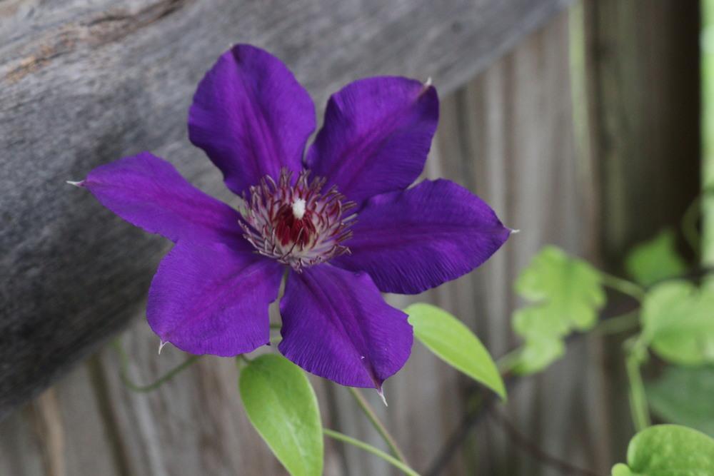Photo of Clematis 'Jackmanii' uploaded by JoelLin001