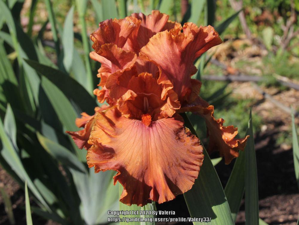 Photo of Tall Bearded Iris (Iris 'Rustle of Spring') uploaded by Valery33