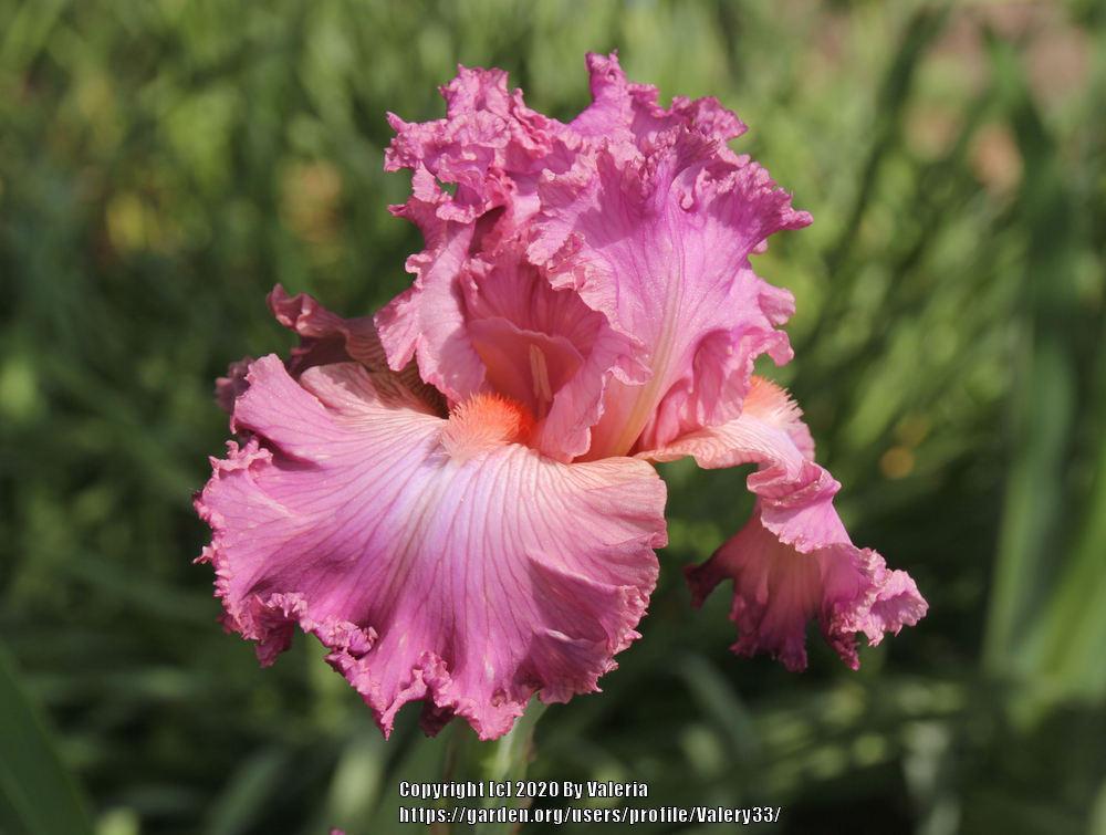 Photo of Tall Bearded Iris (Iris 'Social Graces') uploaded by Valery33