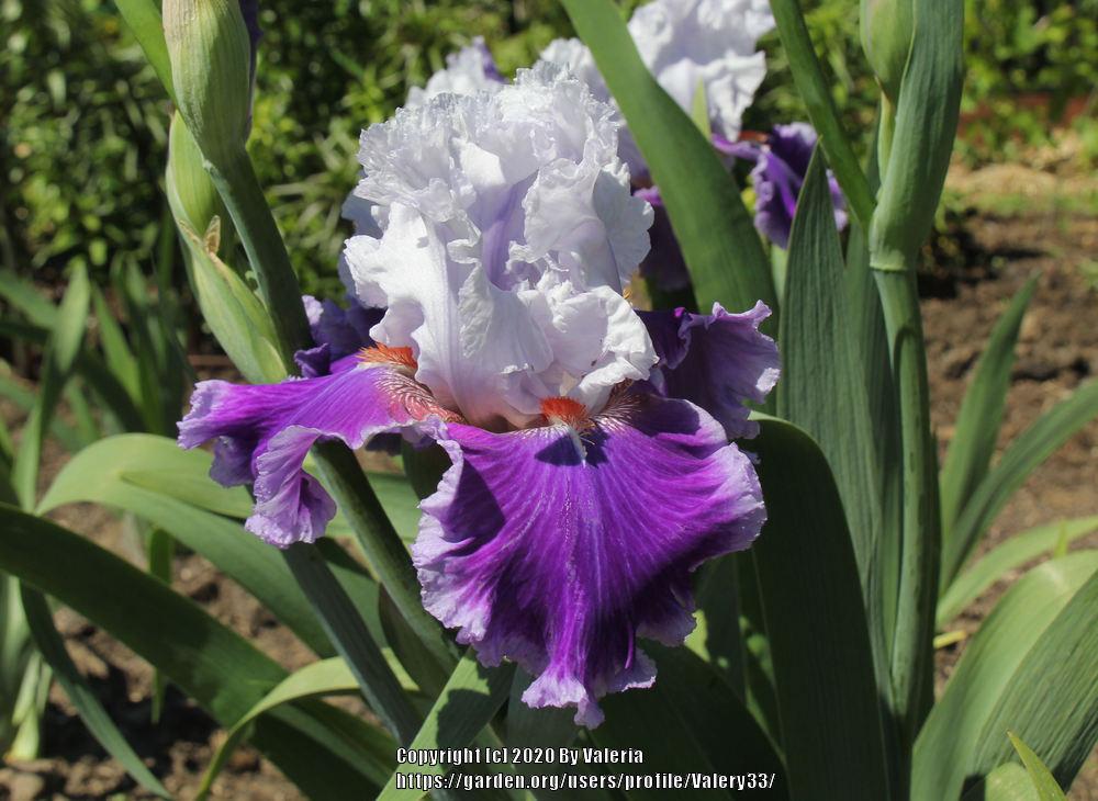 Photo of Tall Bearded Iris (Iris 'Racing Heart') uploaded by Valery33