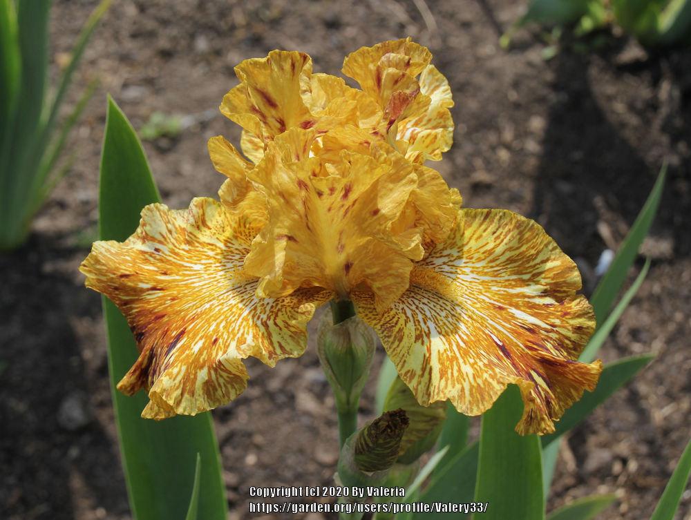 Photo of Tall Bearded Iris (Iris 'Tiger Honey') uploaded by Valery33
