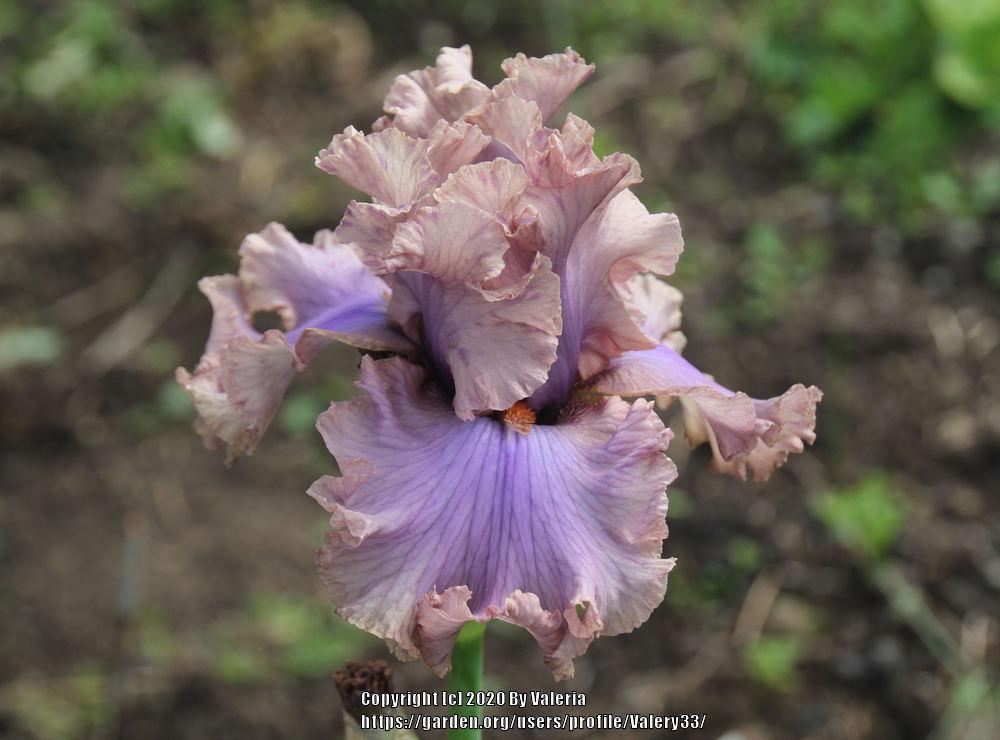Photo of Tall Bearded Iris (Iris 'Stop Flirting') uploaded by Valery33