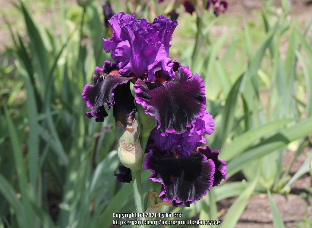 Photo of Tall Bearded Iris (Iris 'Who's Your Daddy') uploaded by Valery33