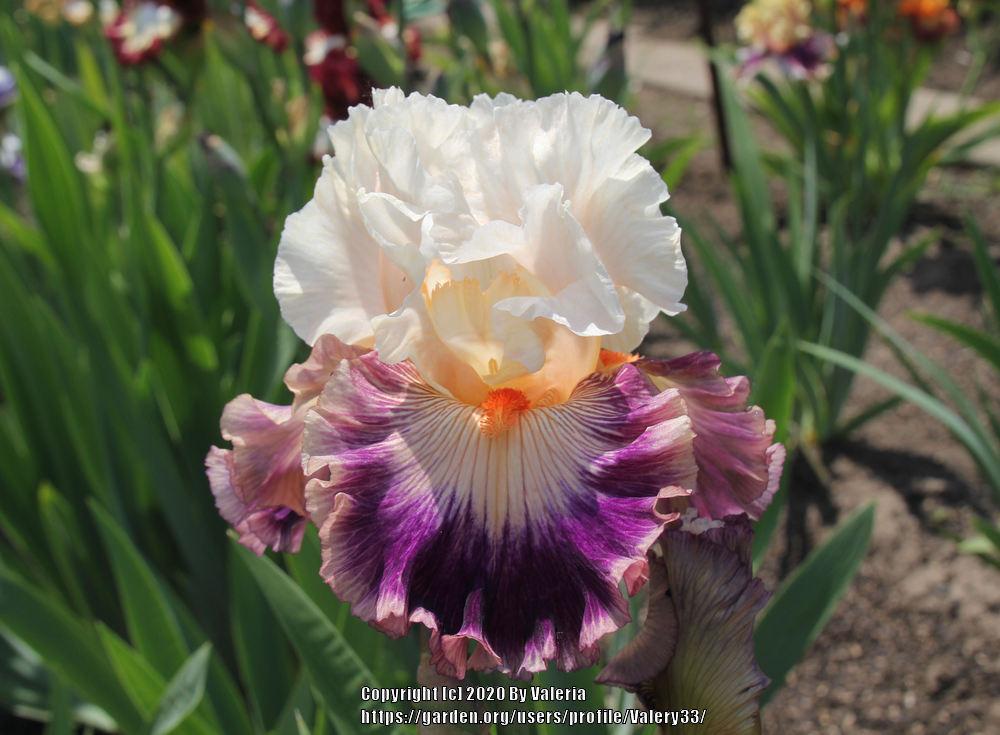 Photo of Tall Bearded Iris (Iris 'Pop Idol') uploaded by Valery33