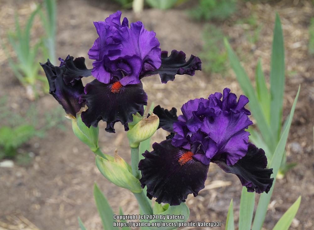 Photo of Tall Bearded Iris (Iris 'Wild Wings') uploaded by Valery33