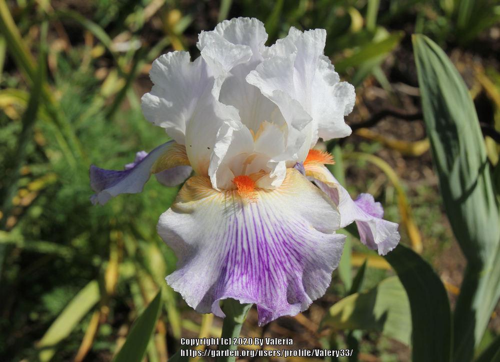 Photo of Tall Bearded Iris (Iris 'Puccini') uploaded by Valery33