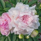 Auten's Pride peony - a pair of blooms to illustrate color variat