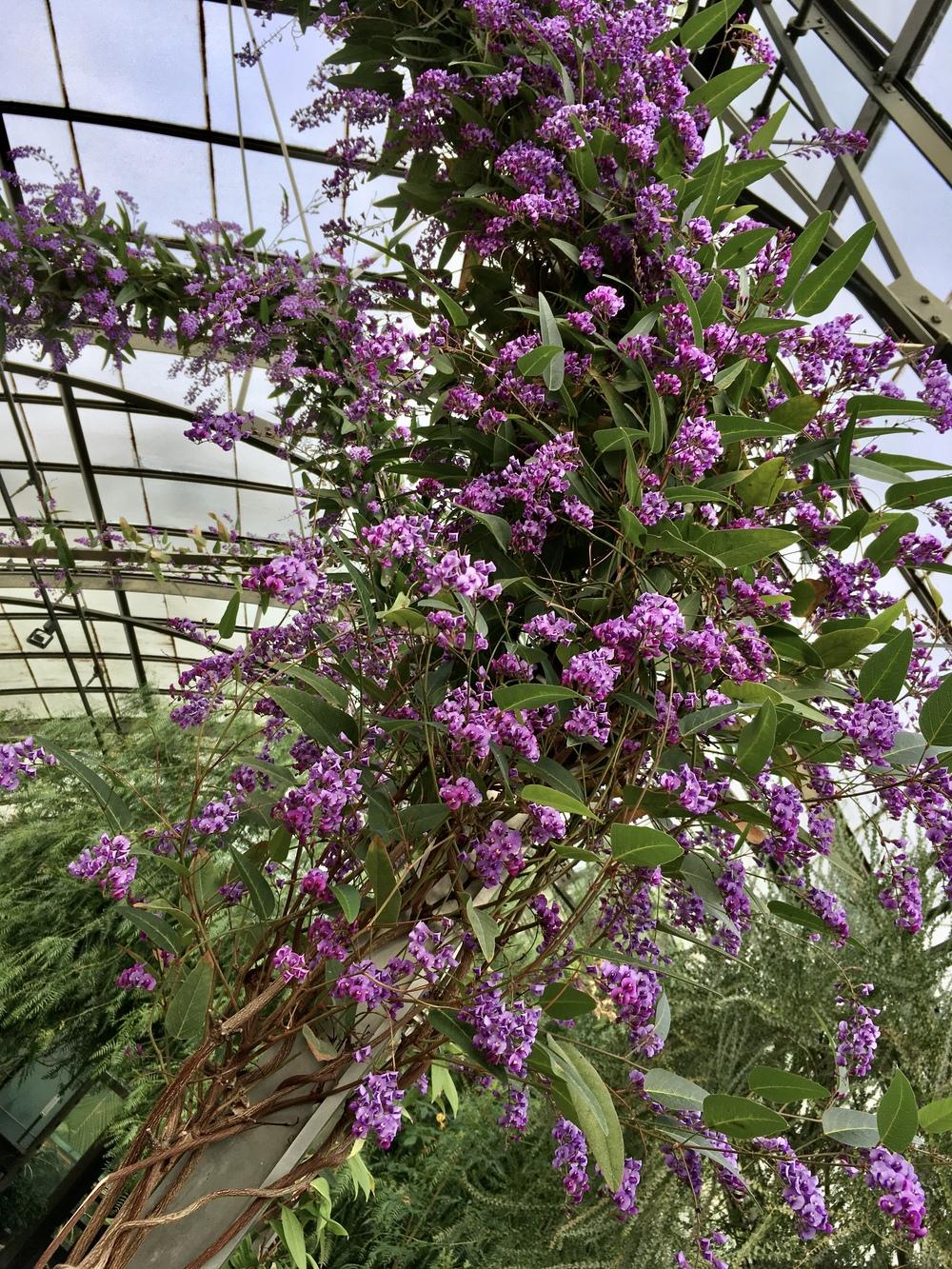 Photo of Lilac Vine (Hardenbergia violacea) uploaded by csandt