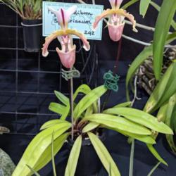 Location: OSCOV Show, Melbourne, Victoria, Australia
Date: 2019-08-24
Part of the Orchid Species Society of Victoria display.