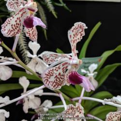 Location: OSCOV Show, Melbourne, Victoria, Australia
Date: 2019-08-24
Part of the Orchid Species Society of Victoria display.