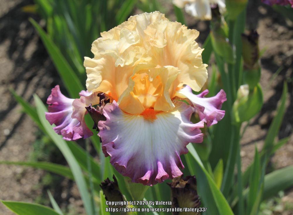 Photo of Tall Bearded Iris (Iris 'Be Original') uploaded by Valery33