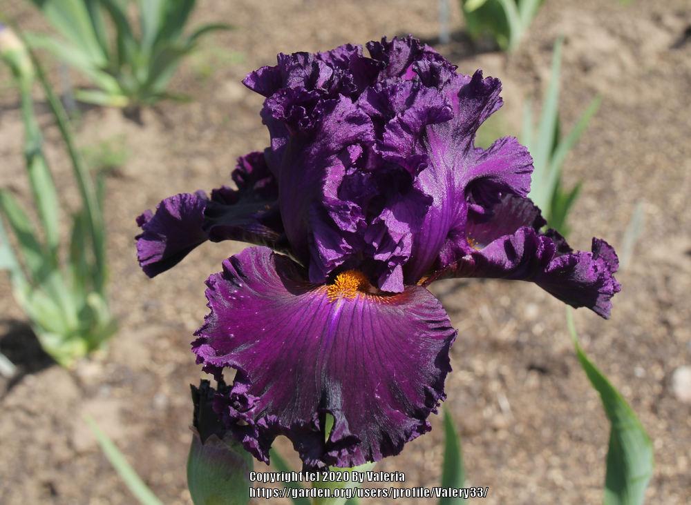 Photo of Tall Bearded Iris (Iris 'Mount Vesuvius') uploaded by Valery33