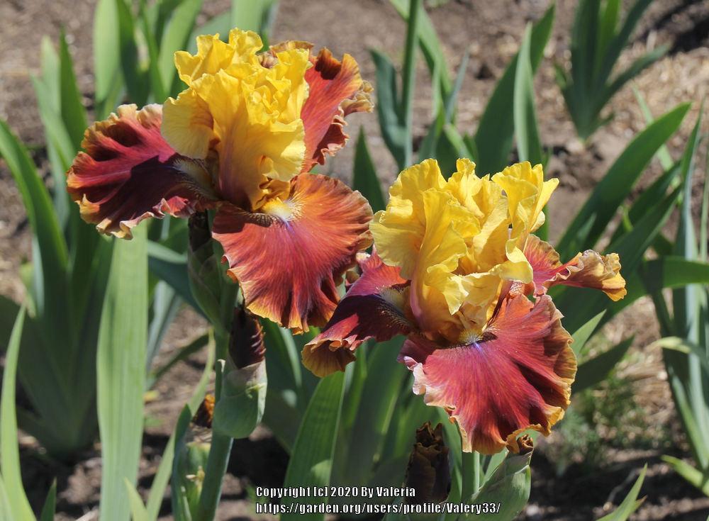 Photo of Tall Bearded Iris (Iris 'Man About Town') uploaded by Valery33