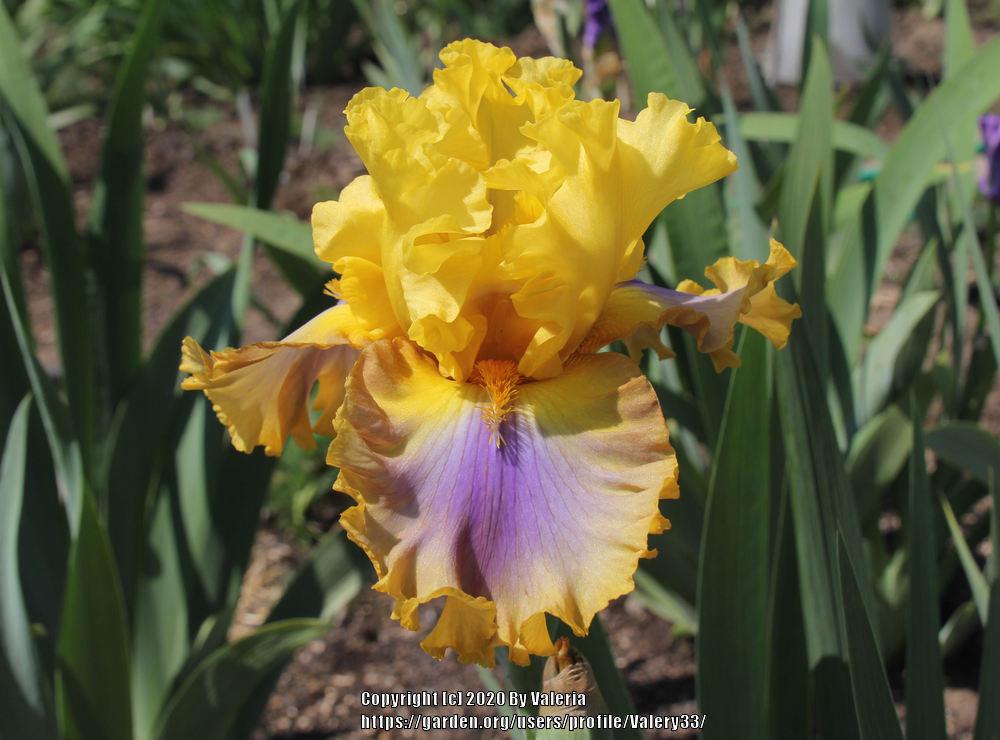 Photo of Tall Bearded Iris (Iris 'Good Morning Sunshine') uploaded by Valery33