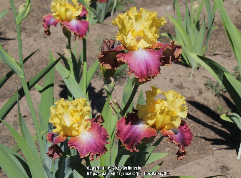 Photo of Tall Bearded Iris (Iris 'Darcy's Choice') uploaded by Valery33
