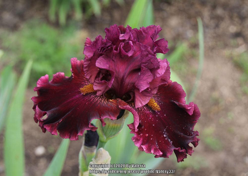 Photo of Tall Bearded Iris (Iris 'Obsessed') uploaded by Valery33
