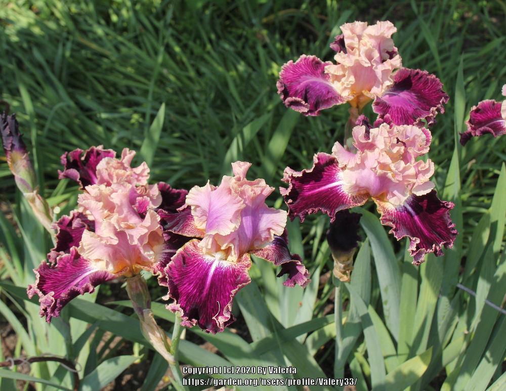 Photo of Tall Bearded Iris (Iris 'New Leaf') uploaded by Valery33