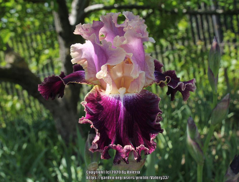 Photo of Tall Bearded Iris (Iris 'New Leaf') uploaded by Valery33