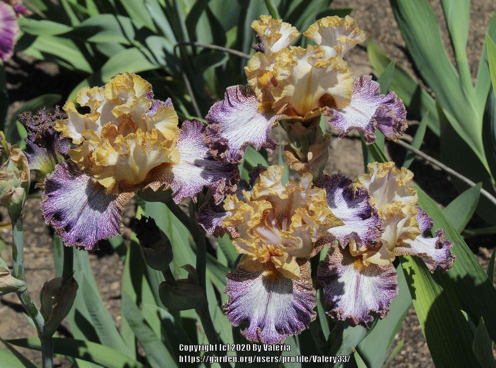 Photo of Tall Bearded Iris (Iris 'Dipped in Dots') uploaded by Valery33