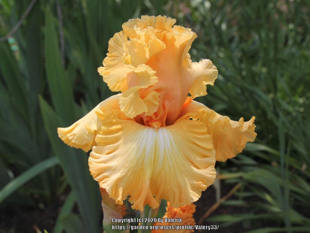 Photo of Tall Bearded Iris (Iris 'Orange Juice') uploaded by Valery33