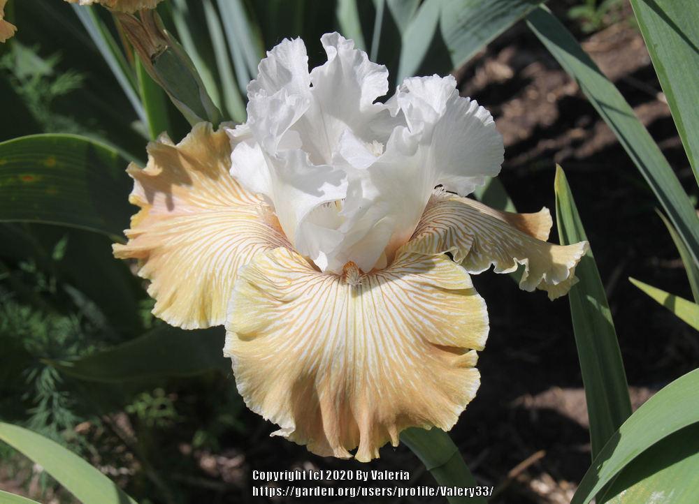 Photo of Tall Bearded Iris (Iris 'Chardonnay and Ice') uploaded by Valery33