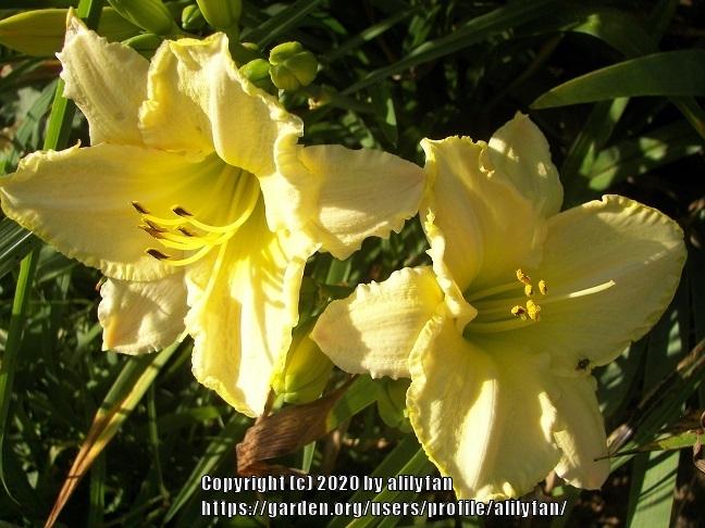 Photo of Daylily (Hemerocallis 'White Zone') uploaded by alilyfan