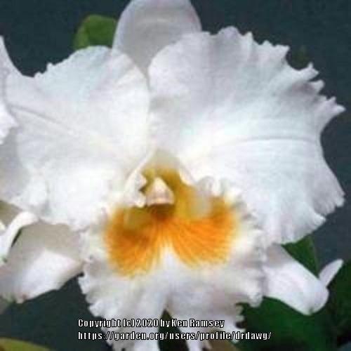 Photo of Orchid (Cattleya Peter's Creek) uploaded by drdawg