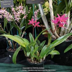 Location: OSCOV Show, Melbourne, Victoria, Australia
Date: 2019-08-24
Part of the Ringwood Orchid Society display.