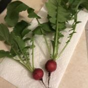 Home gardening (container), my first time growing radishes! They 