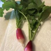 Home gardening (container), my first radish harvest! I found thes