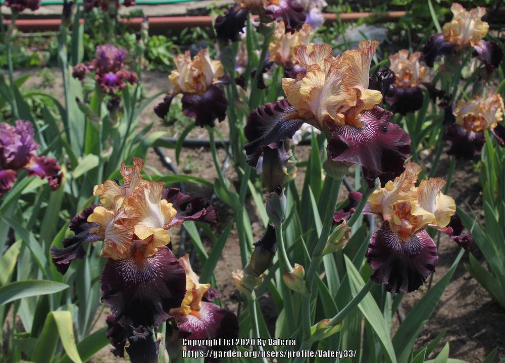 Photo of Tall Bearded Iris (Iris 'Action Packed') uploaded by Valery33