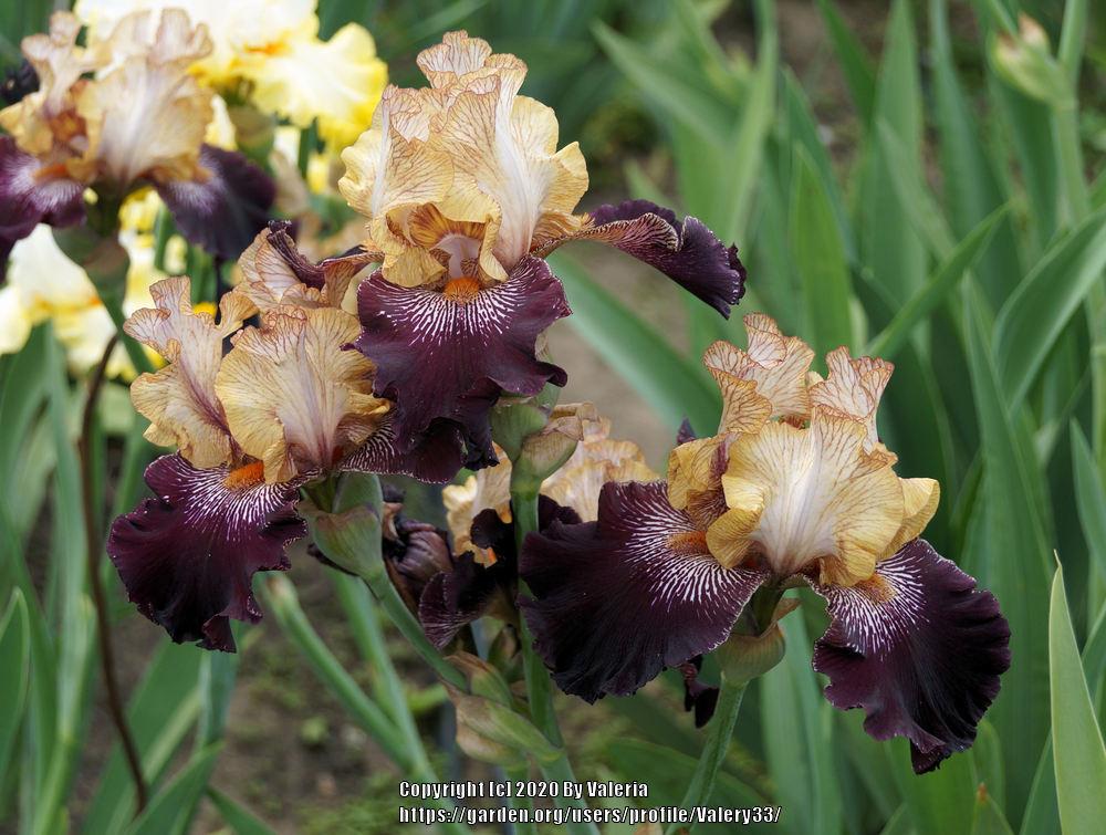 Photo of Tall Bearded Iris (Iris 'Action Packed') uploaded by Valery33