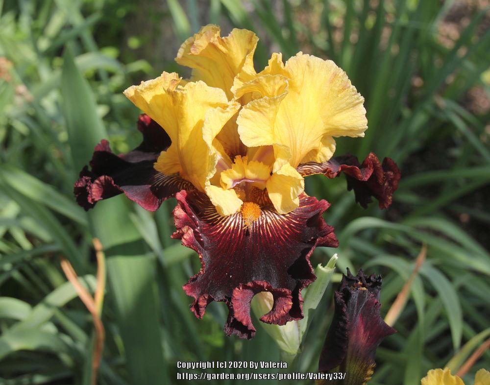 Photo of Tall Bearded Iris (Iris 'Dad's a Pirate') uploaded by Valery33