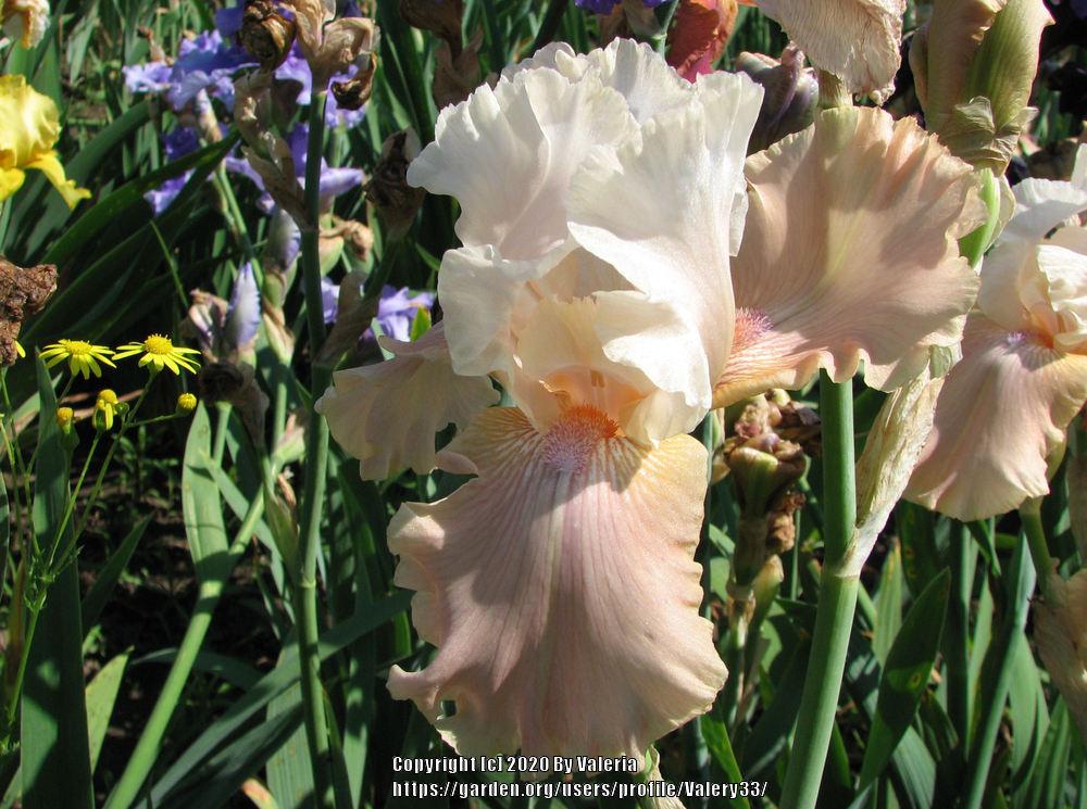Photo of Tall Bearded Iris (Iris 'Going Home') uploaded by Valery33
