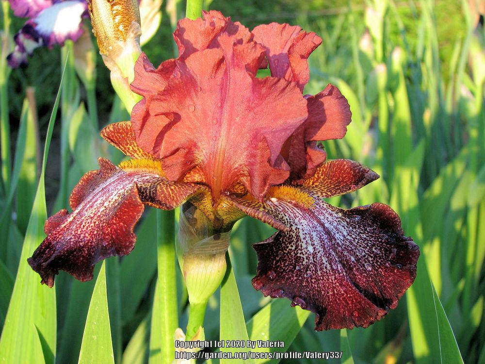 Photo of Tall Bearded Iris (Iris 'Can Can Red') uploaded by Valery33