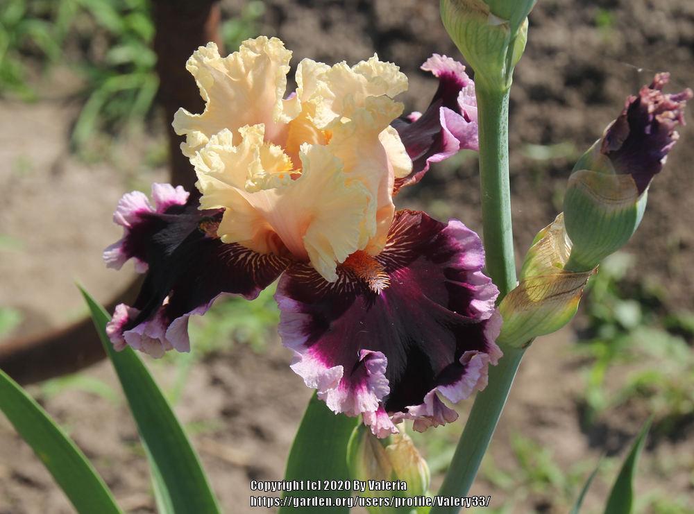 Photo of Tall Bearded Iris (Iris 'Dazzle') uploaded by Valery33
