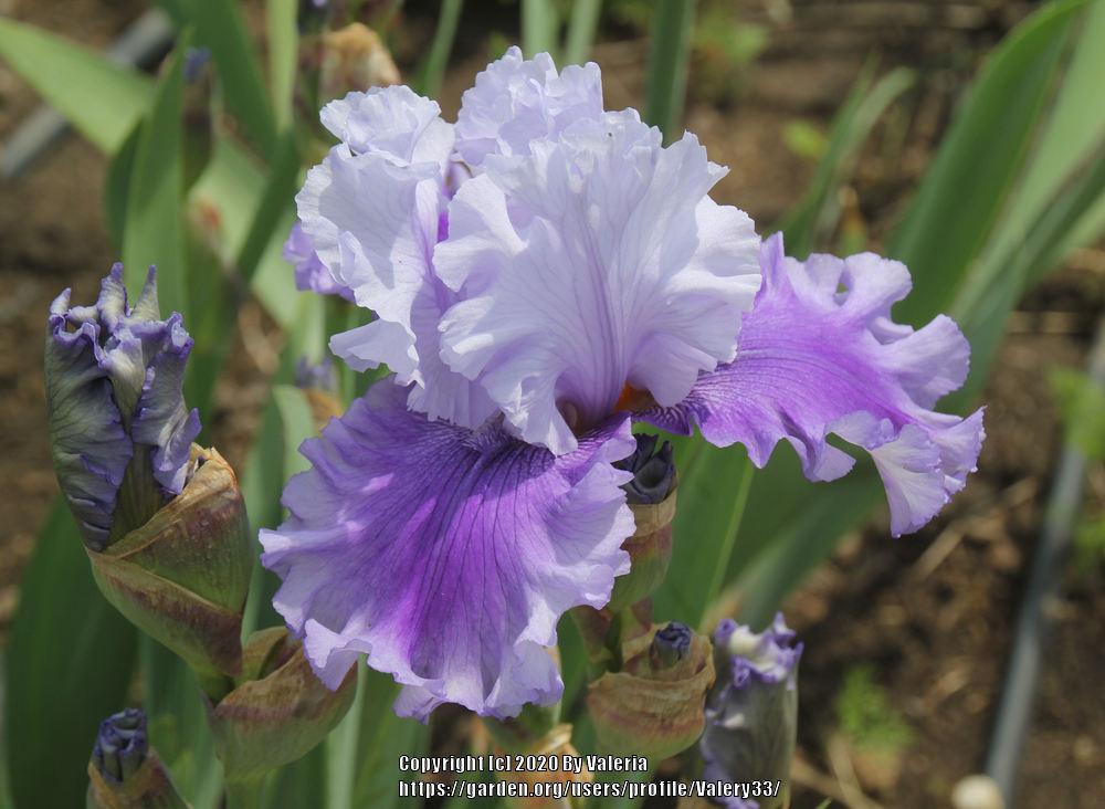 Photo of Tall Bearded Iris (Iris 'Ascent of Angels') uploaded by Valery33