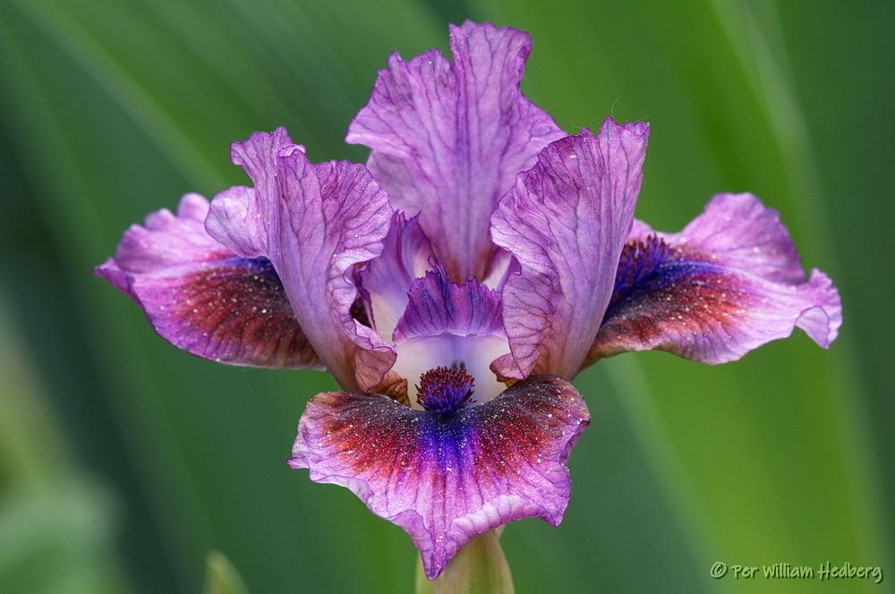 Photo of Standard Dwarf Bearded Iris (Iris 'Vinello') uploaded by William