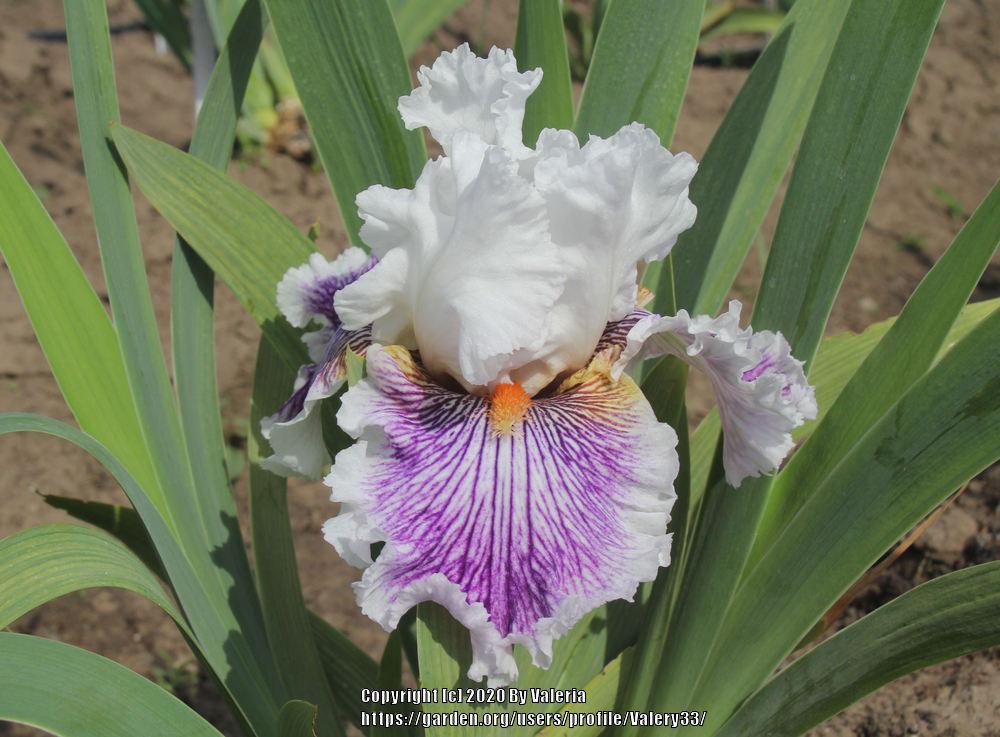 Photo of Tall Bearded Iris (Iris 'Berserk') uploaded by Valery33