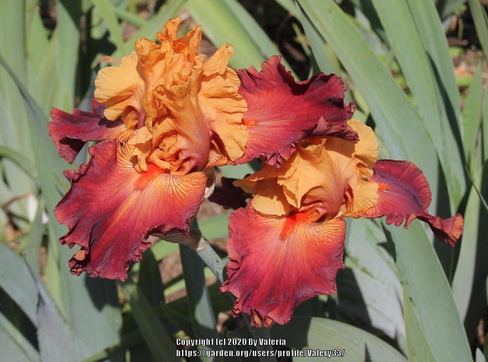 Photo of Tall Bearded Iris (Iris 'Noble Dragon') uploaded by Valery33