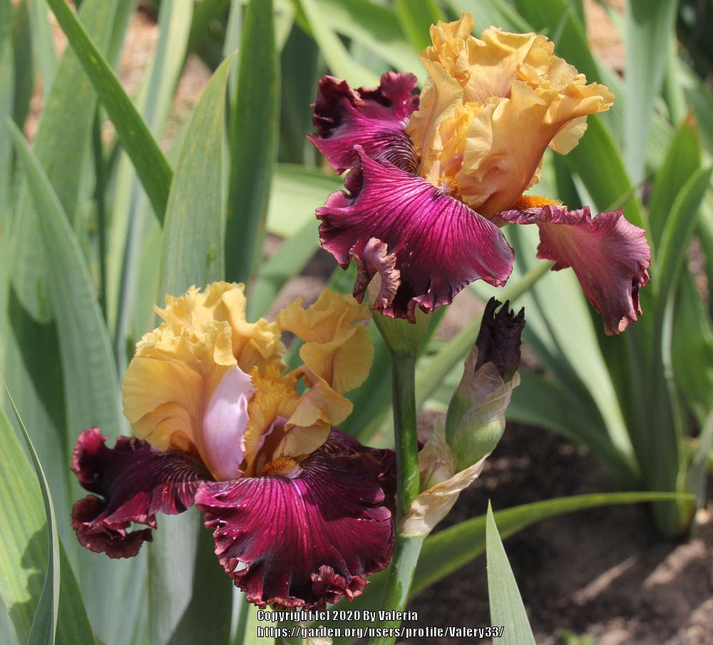 Photo of Tall Bearded Iris (Iris 'Catwalk') uploaded by Valery33