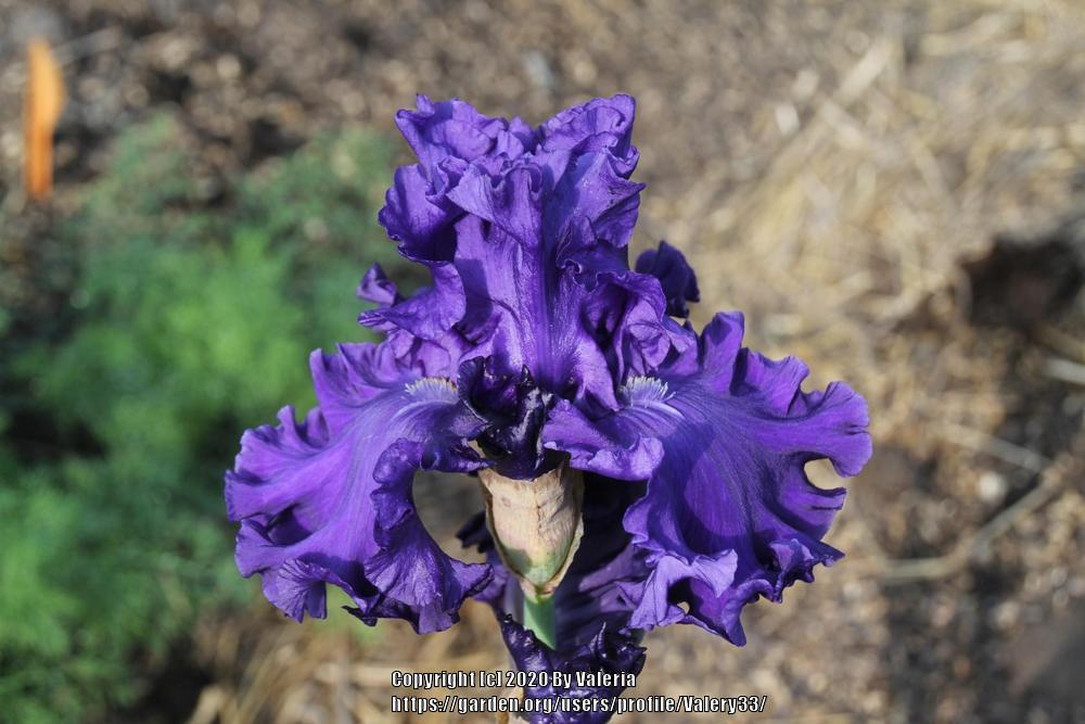 Photo of Tall Bearded Iris (Iris 'Rippling River') uploaded by Valery33