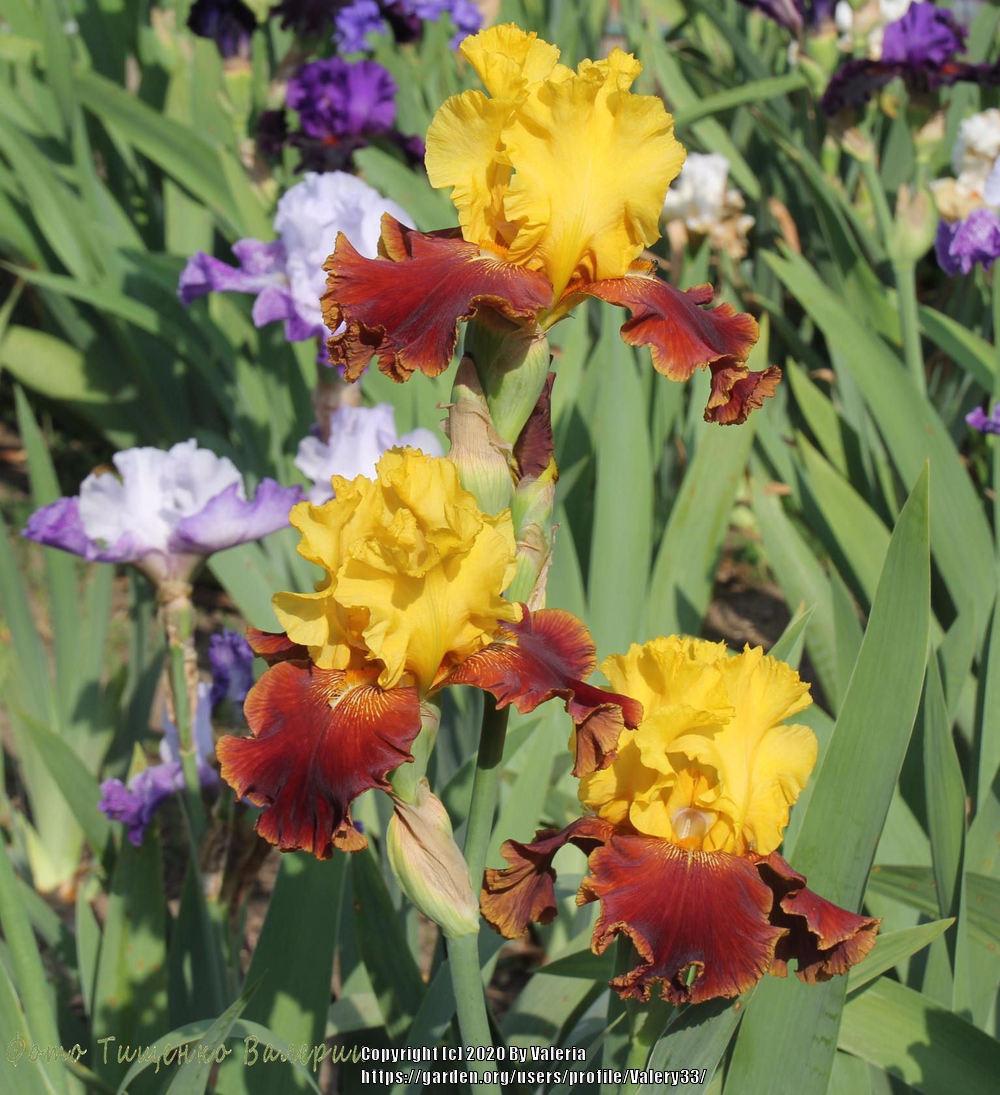 Photo of Tall Bearded Iris (Iris 'Off the Planet') uploaded by Valery33