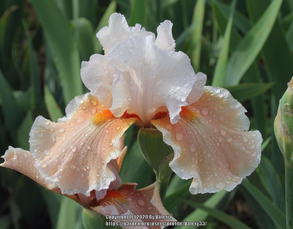 Photo of Tall Bearded Iris (Iris 'Magharee') uploaded by Valery33