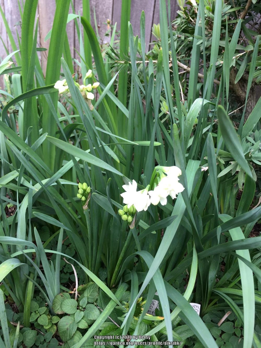 Photo of Double Daffodil (Narcissus 'Erlicheer') uploaded by piksihk