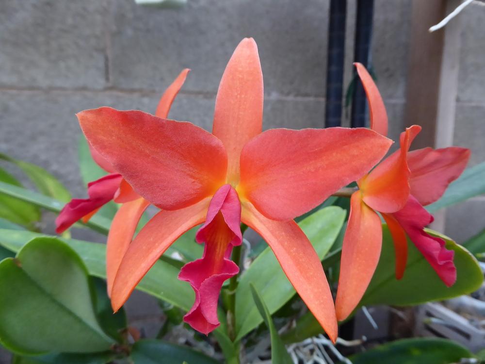 Photo of Orchid (Cattlianthe Naranja en Flor) uploaded by ctcarol