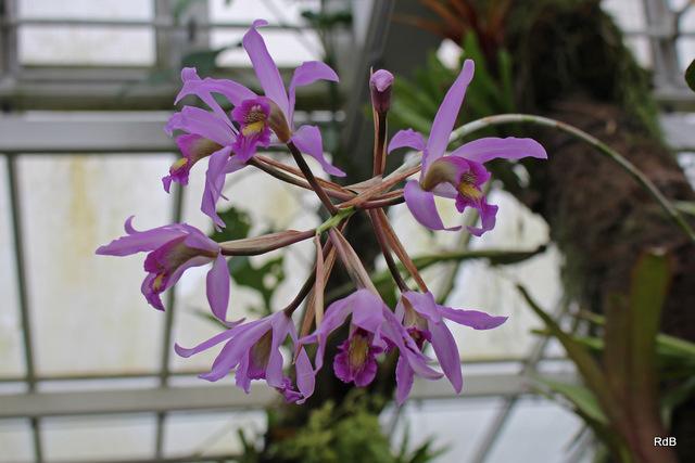 Photo of Orchid (Laelia superbiens) uploaded by RuuddeBlock