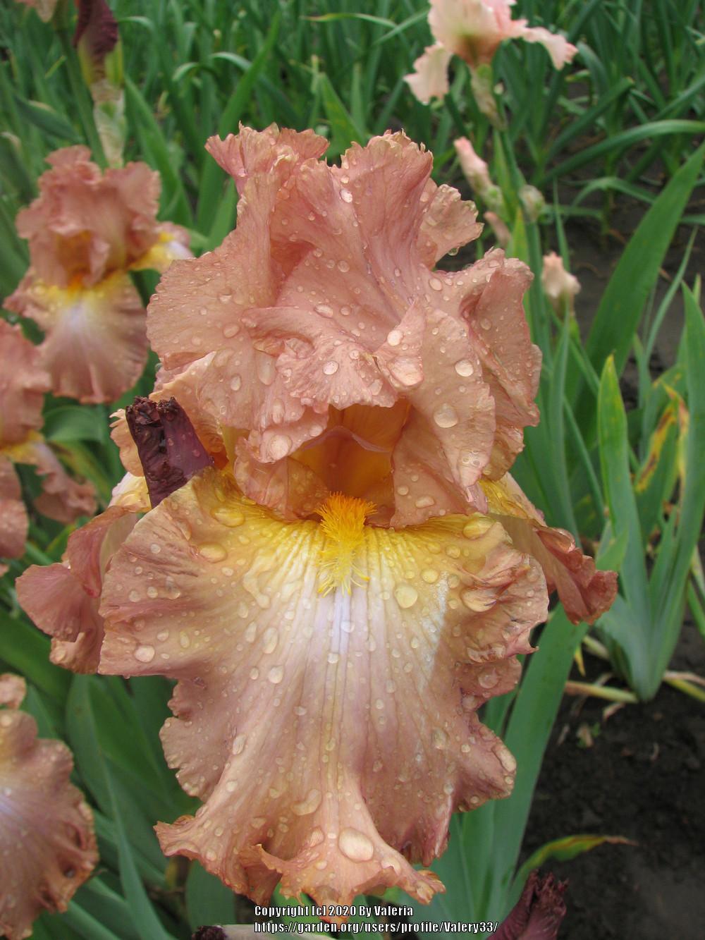 Photo of Tall Bearded Iris (Iris 'High Roller') uploaded by Valery33